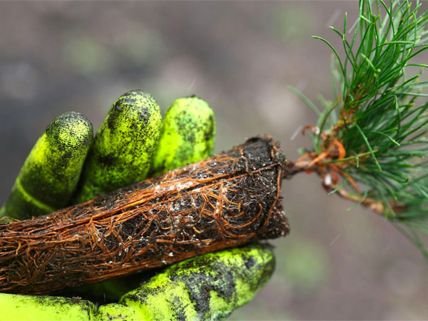 Piantare miliardi di alberi aiuta a combattere il cambiamento climatico?