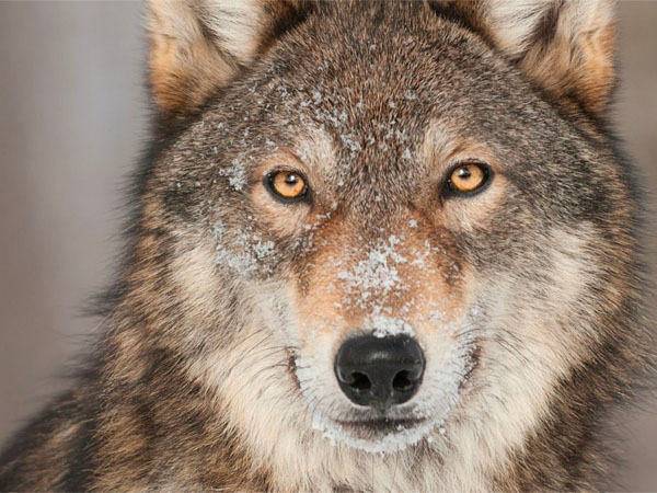 Questo parassita manipola la mente di lupi, ratti — e forse anche dell’uomo