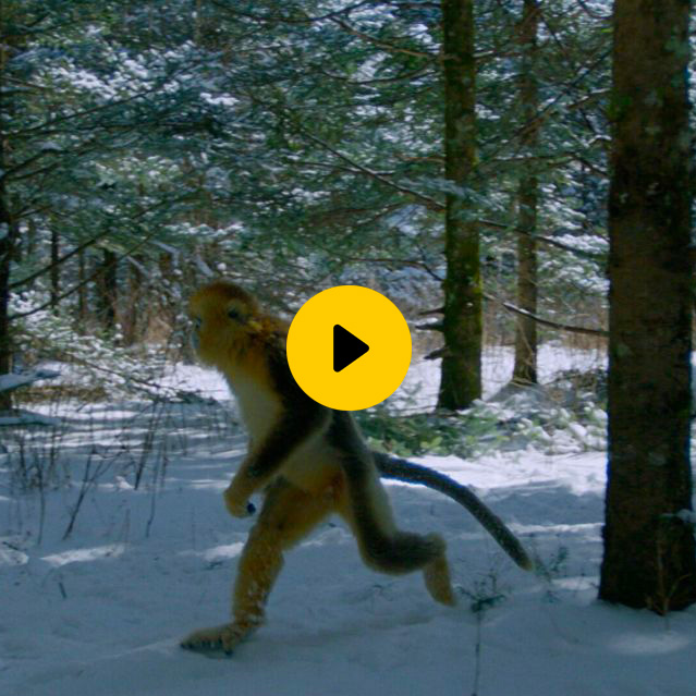 Perché queste scimmie sono straordinarie?